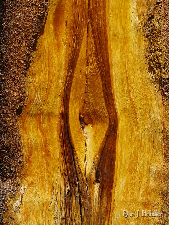 20090919_kuna_lake_0394.JPG - A neat piece of healing sugarpine bark.