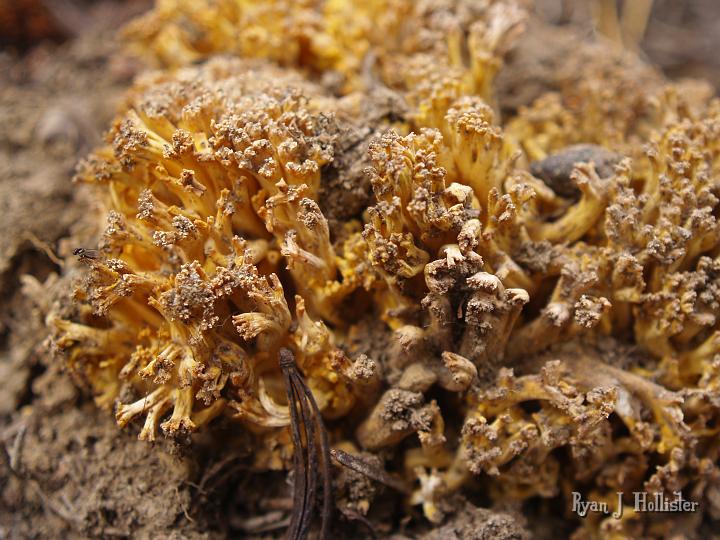 20090919_kuna_lake_0400.JPG - There was a fungus among us.  A cool-looking yellow coral mushroom.  It's easy to see from  where its name was derived.