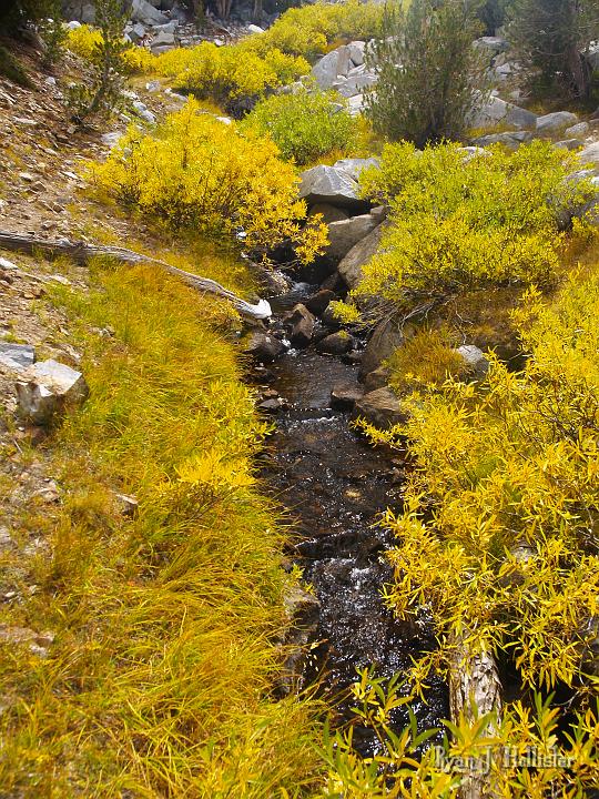 20090919_kuna_lake_0419.JPG - Yellow, yellow all around.