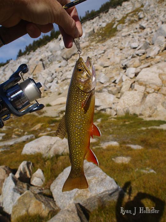 20090919_kuna_lake_0486.JPG - My most worthy brookie of the day (all of 8" or so).  They all looked very plump & happy.