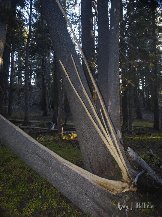 20090919_kuna_lake_0513.JPG - Last but not least, this tree fell over & splintered recently.  Kinda neat looking.  Hope you enjoyed the tour!