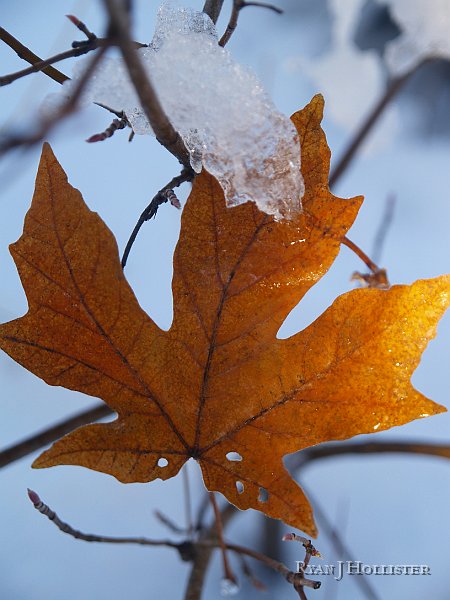 _1036244.JPG - Winter in Yosemite can be very neat even at the small scale of a leaf.  I decided to just leaf this one alone though.