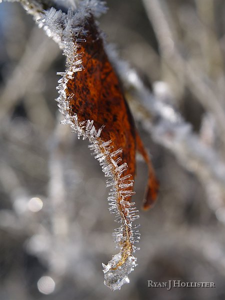 _1036271.JPG - Whoa!  Lower apperature (f-stop) = less background in focus.