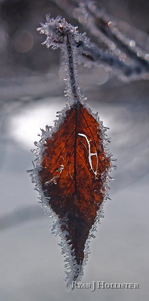 _1036279.JPG - I think it's time I turned a new leaf in my life...