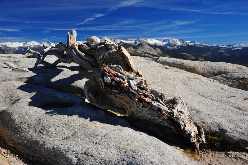 RJH_6219.JPG - Ansel's old friend.