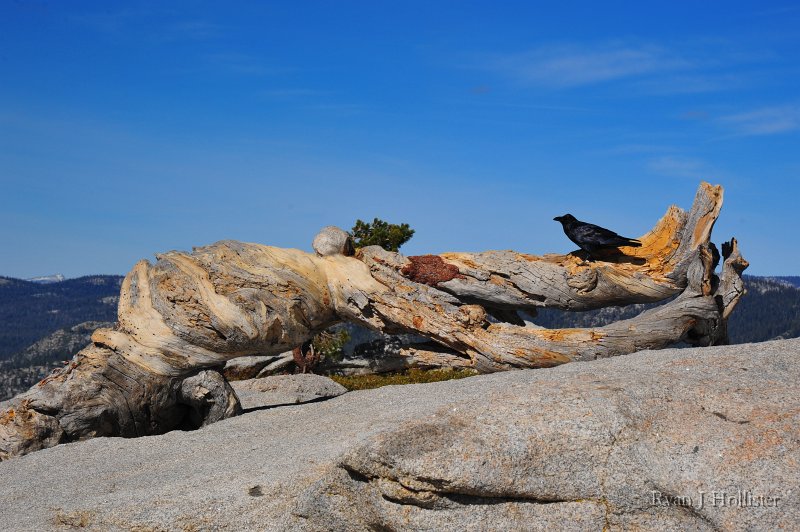 RJH_6242.JPG - Nevermore.