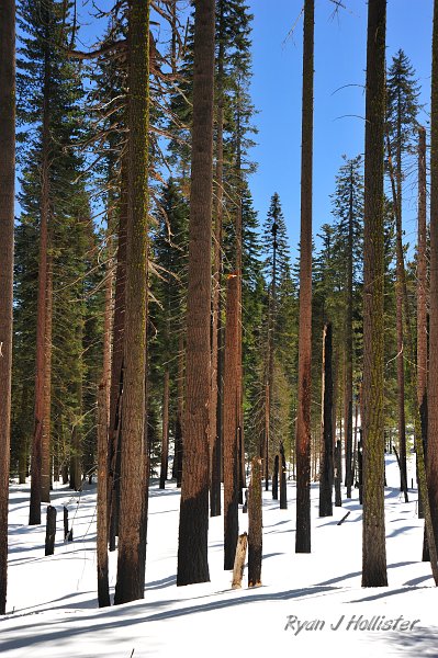 RJH_1522.JPG - I saw the forest for the trees.