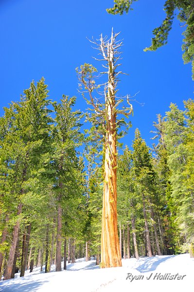 RJH_1530.JPG - There weren't a ton of great views leading to the summit, but this old tree was interesting to look at.