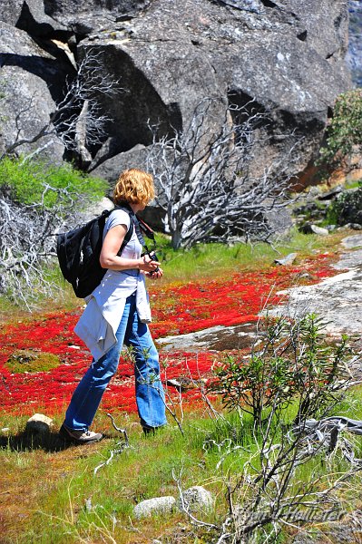 RJH_1615.JPG - Ellen admires the new red growth of moss.