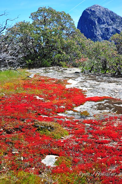 RJH_1616.JPG - Moss, manzanita & Kolana rock.