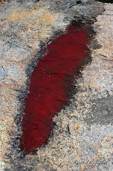 RJH_1662.JPG - Algae in a small puddle.