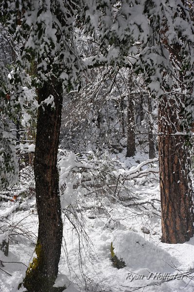 RJH_1374.JPG - Fresh Snow!  About 18" fell the previous night and into the day.