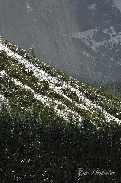 RJH_1449.JPG - Lone tree with El Capitan in the background.