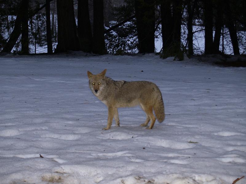 _1200270.JPG - This is Don the coyote.