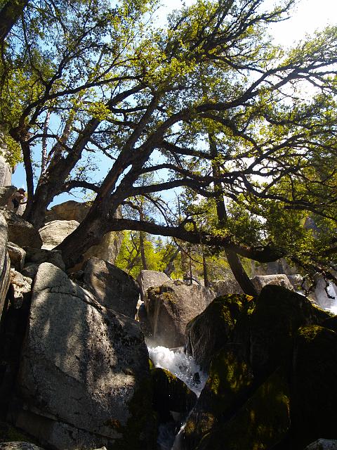 _6012348.JPG - It's not often that I've seen oak, granite & waterfalls on the same hike.  This was a real treat.