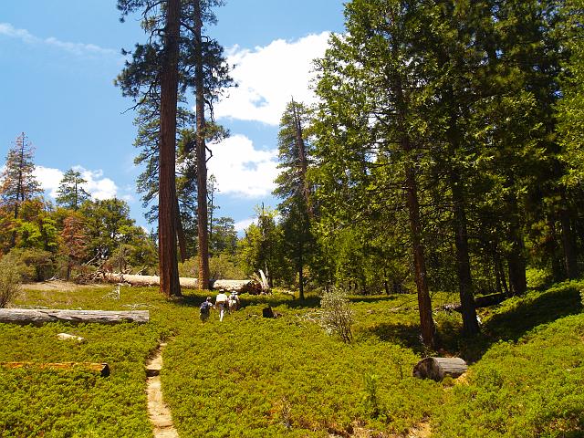 _6012377.JPG - After our fishing futility we veered away from the creek to make our climb.  The low bunches of bear clover made this lone section of flat trail even more interesting.