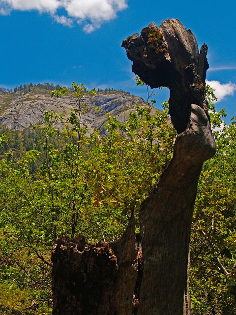 _6012379.JPG - Wawona Dome as seen through a dead oak stump and manzinita.