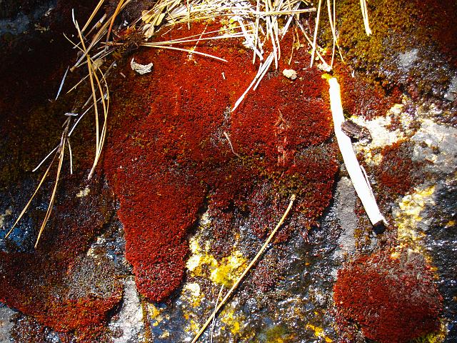 _6012397.JPG - We were struck by the vivid red of this moss.