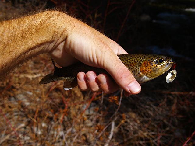 _6012421.JPG - Lucky me.  I positioned myself on a log, cast upstream and got this little fighter to bite.