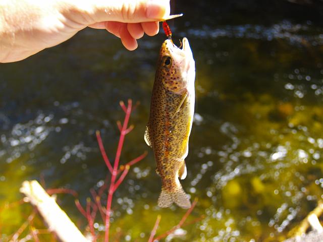 _6012422.JPG - And his friend too. These were beautifully colored wild trout.