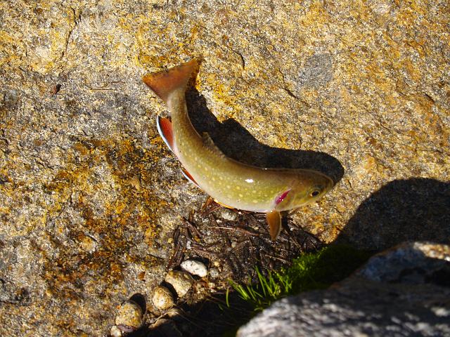 _6012435.JPG - Yeah dad!  He got a little brook trout.
