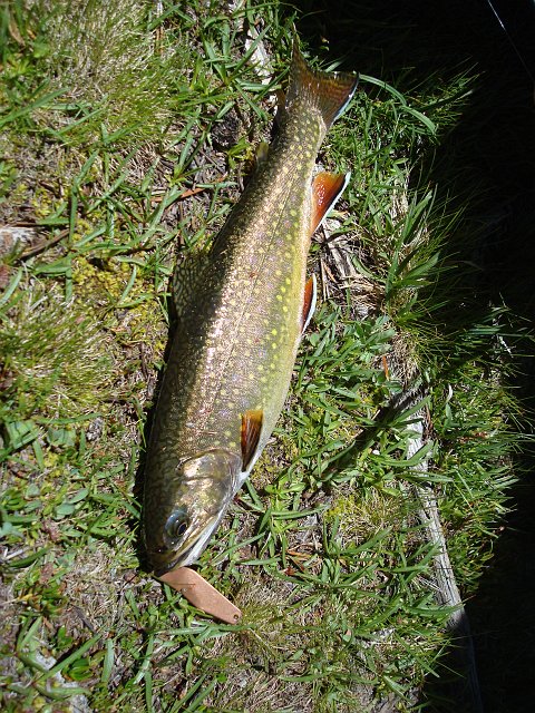 DSC03312.JPG - I caught 5 plump brook trout before the mosquitos drove us away.  The fish here are F-A-T! (Photo by Laura)
