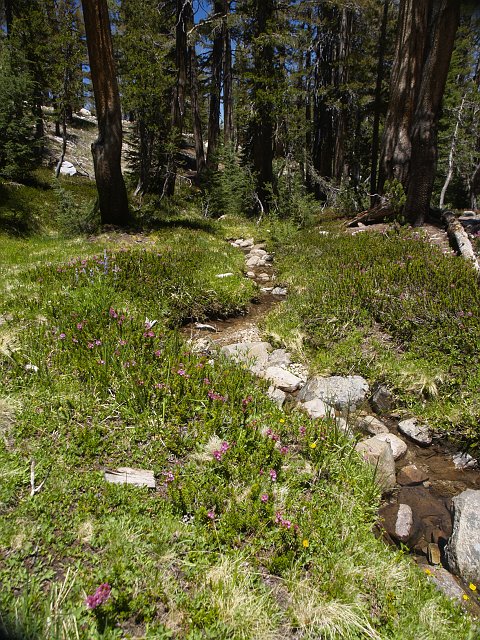 _7053964.JPG - A pretty little tributary to Unicorn Creek.
