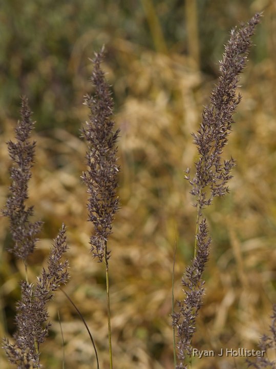 _9064832.JPG - It's kind of nice to see so many dry flowers.
