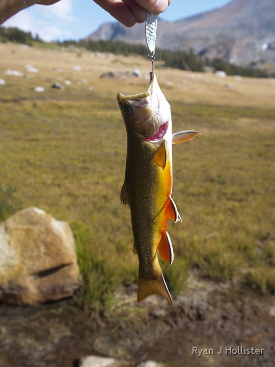 _9064848.JPG - My first little Brookie of the day.  What magnificent colors!