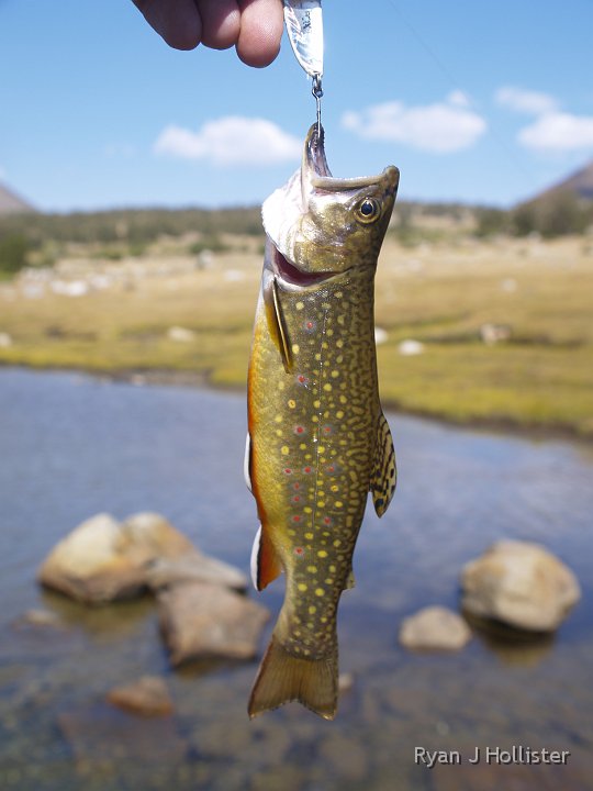 _9064849.JPG - Brook # 2 and the biggest brookie from the day.   He's well-fed.