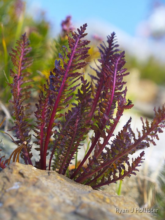 _9064881.JPG - Check out this plant!  What colors.