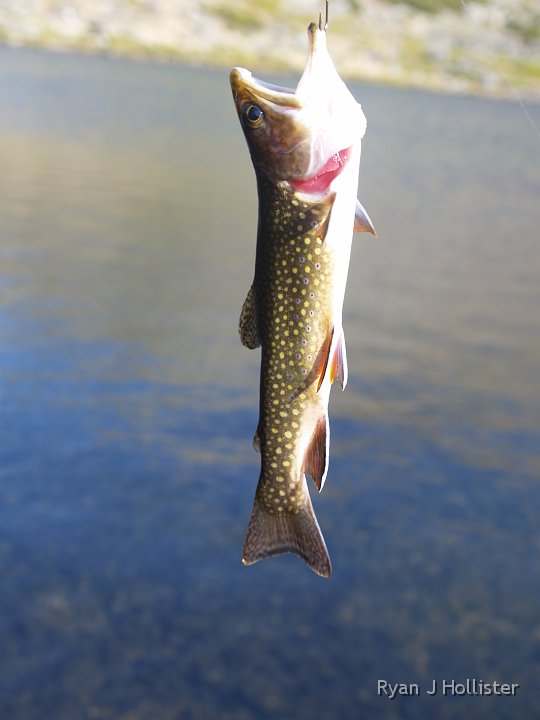 _9064897.JPG - Helen Lake was an awesome fishing experience.  I took 24 casts and caught 20 fish!  The lake has a HUGE population of fish, but they are small.  The over-sized heads and smaller bodies indicate the fish aren't eating enough.