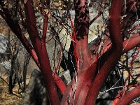 Alive? Dead? Beats me.  It seemed that most of the Manzanita seemed to be okay.
