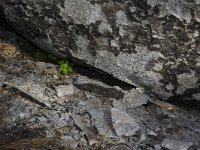 Poison Oak rising from the ashes.