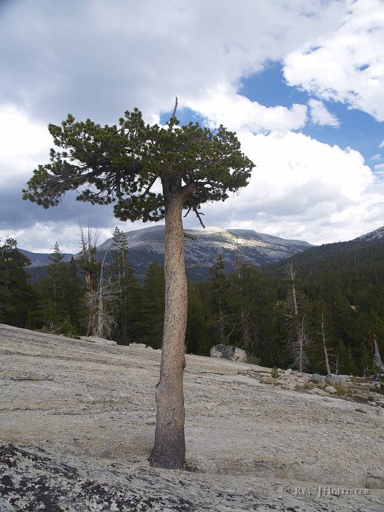 _8054581.JPG - This lone litte tree found a good joint out of which to grow.