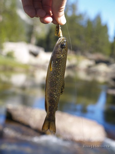 _8094677.JPG - My first whopper of the day was a 5" brook trout.