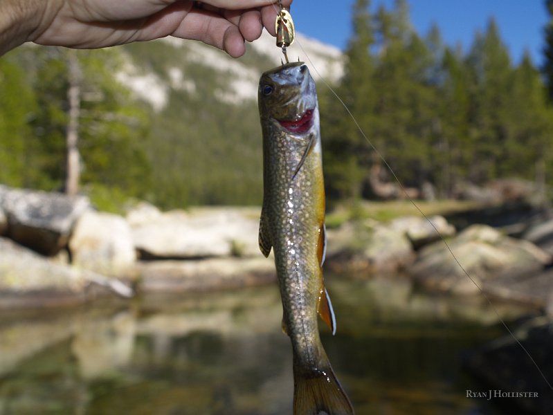 _8094679.JPG - This longer brookie was pushing the envelope at 7".