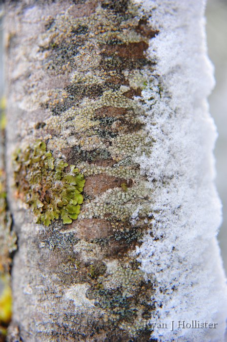 RJH_7440.JPG - Lichen and snow on a tree trunk.