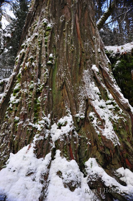 RJH_7445.JPG - Pretty cedar bark.