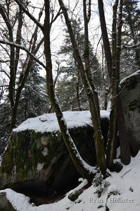 RJH_7447.JPG - Trees growing between rock fall debris.