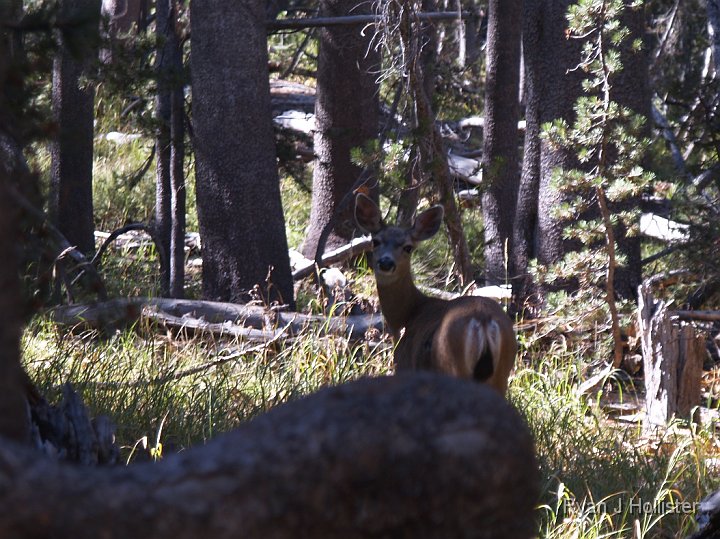 _9235178.JPG - This was the first of six deer I would see on the trail to Sunrise.