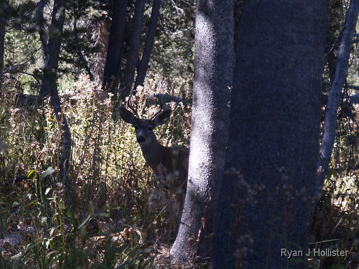 _9235183.JPG - You can see the little buck's antlers if you look hard enough.