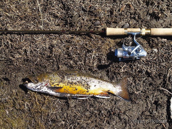 _9235214.JPG - Ahah! My first fish of the day.  A very obese 13" brookie that I would estimate to weigh around 2.5 to 3 pounds.