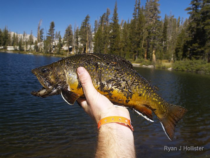 _9235215.JPG - Here's a better shot of that same fish before I released it.  It seemed as if he was singing my favorite country songs.  Also of note:  The meadow in the background had four very large bucks eating salads in it.  Peaceful doesn't adequately describe the setting.