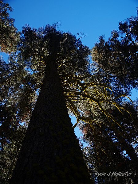 20091025_wildLink_Oct09_0382.JPG - Lichen highlighted on a large pine.
