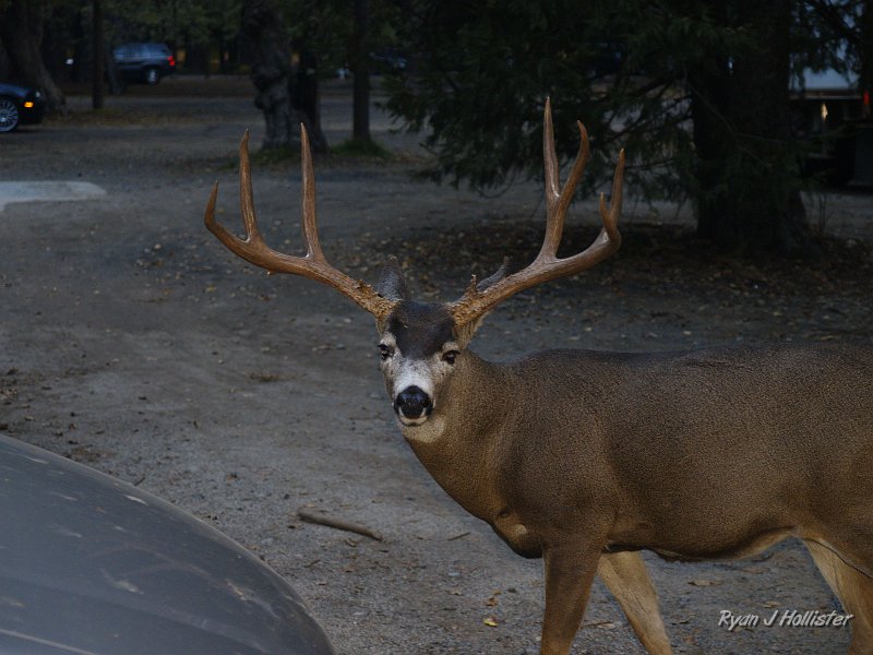 20091025_wildLink_Oct09_0429.JPG - I like big bucks and I cannot lie...