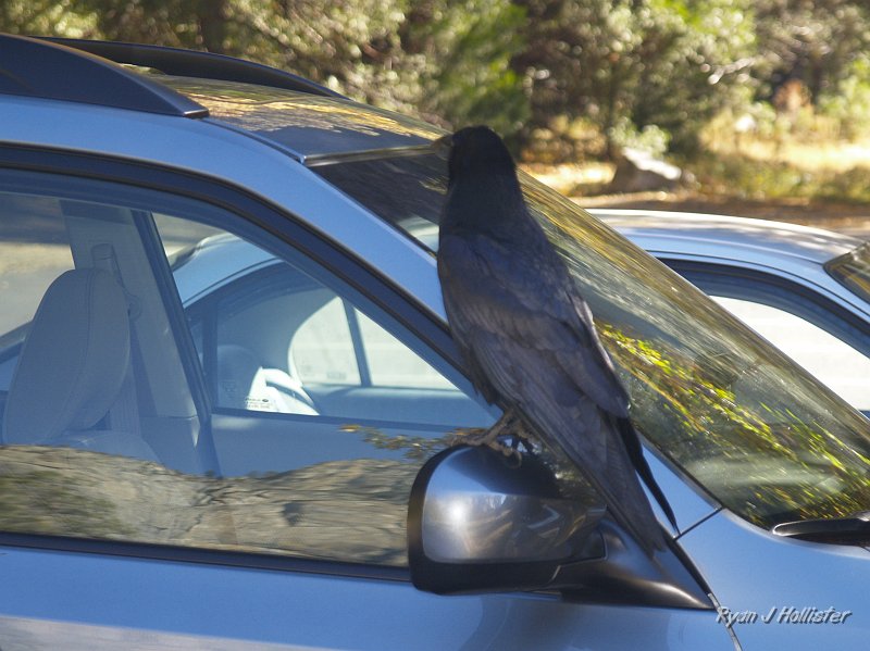 20091026_wildLink_Oct09_0315.JPG - I found a friend on my mirror after taking the photos... he was just the lookout for:
