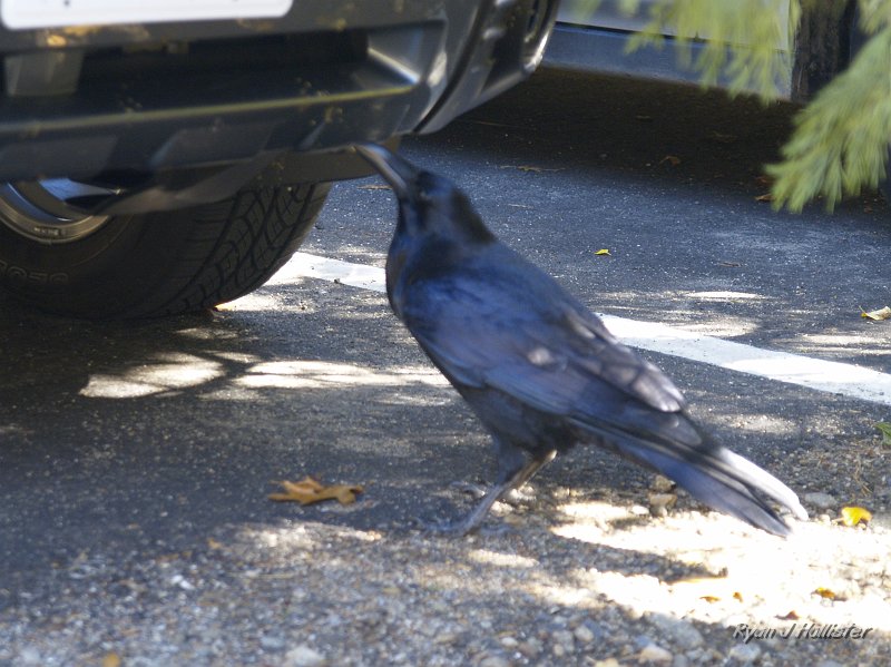 20091026_wildLink_Oct09_0316.JPG - This guy who was was pecking-away at the bug splats on my bumper.