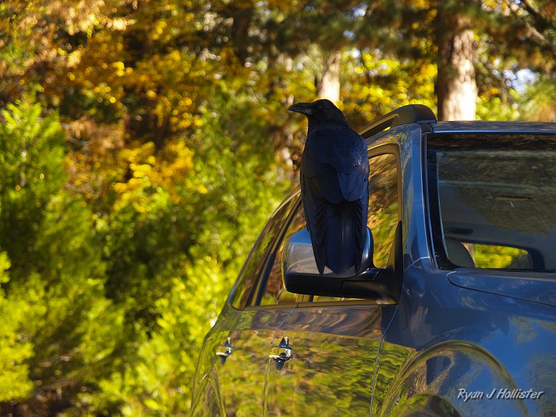 20091026_wildLink_Oct09_0319.JPG - I LOVE this shot with the fall colors and reflections in the background.  Ravens are so cool.