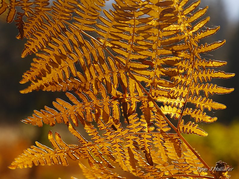 20091027_wildLink_Oct09_0271.JPG - Fern